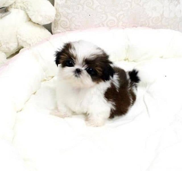 Small Shih Tzu Puppies/ dog كلاب 0