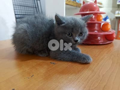 Scottish kitten 2 month