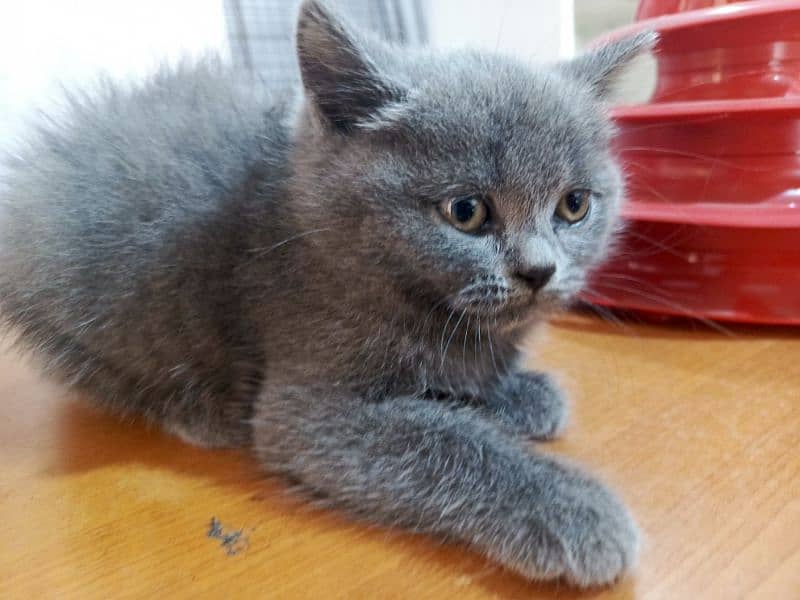 Scottish kitten 2 month 1