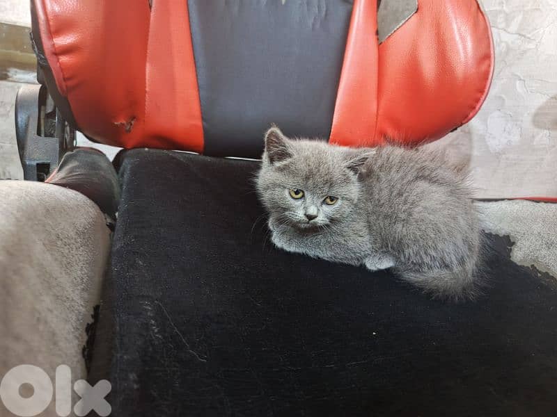 Scottish kitten 2 month 2