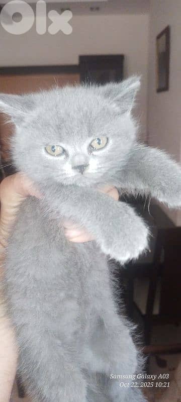 Scottish kitten 2 month 3
