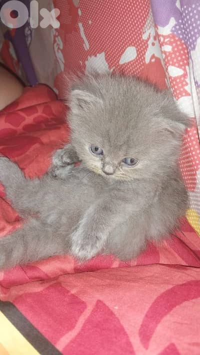 British females and males for sale