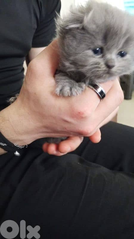 British females and males for sale 2