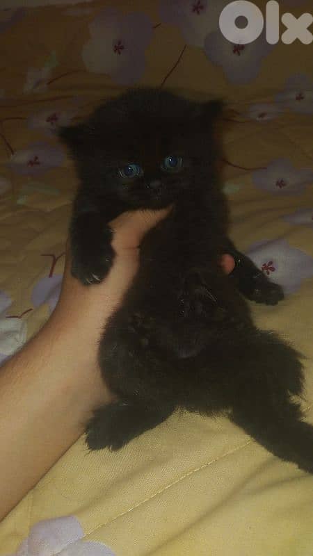 British females and males for sale 3
