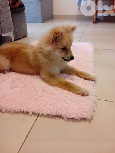 German spitz