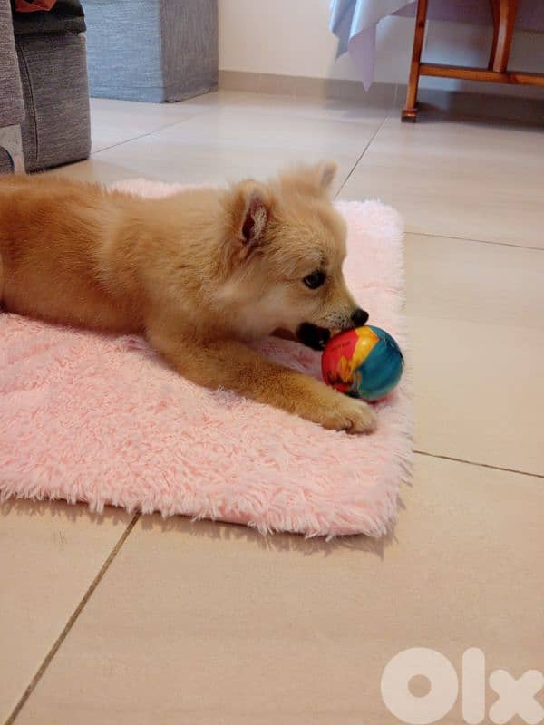 German spitz 1