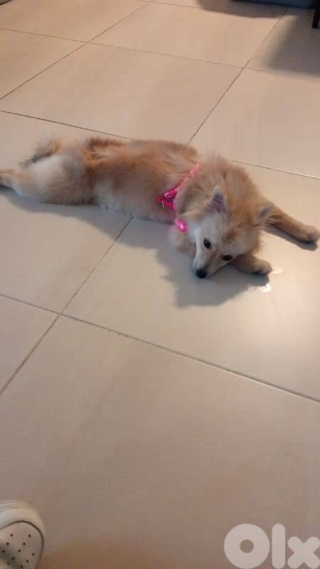 German spitz 2