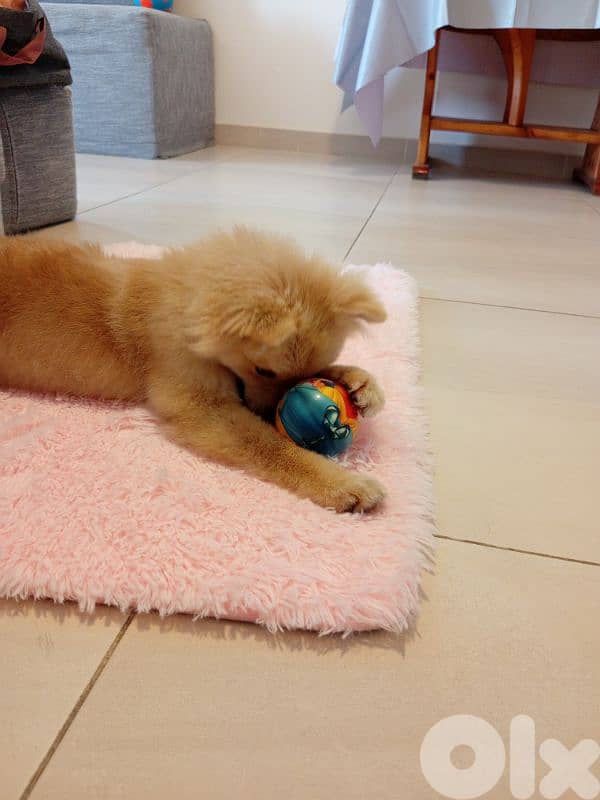 German spitz 3