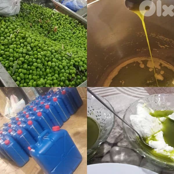 زيت زيتون خضير شغل اليوم 5