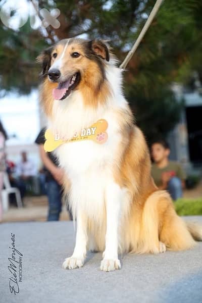 Rough Collie For Adoption