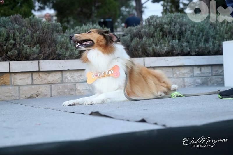 Rough Collie For Adoption 1