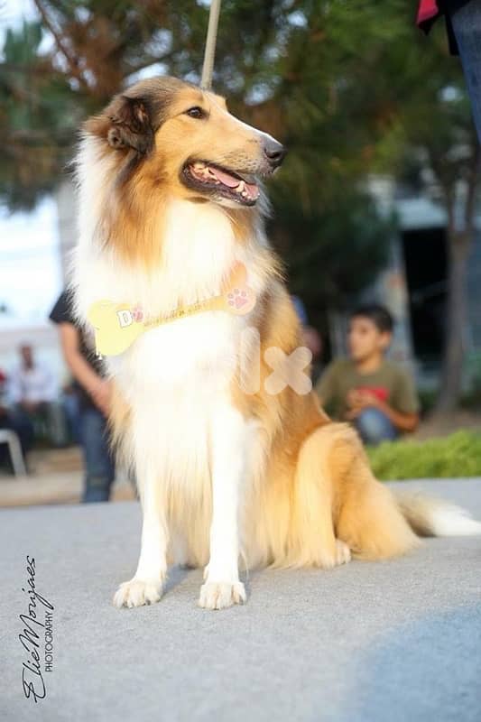 Rough Collie For Adoption 2
