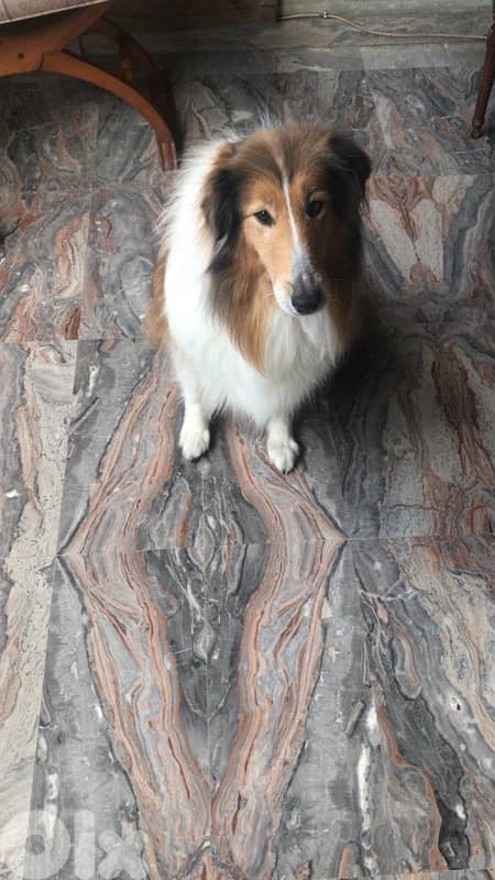 Rough Collie For Adoption 3