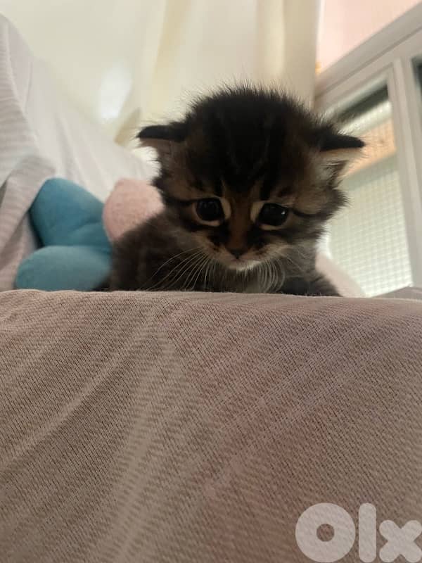 Scottish/bangal mix kittens for sale 3