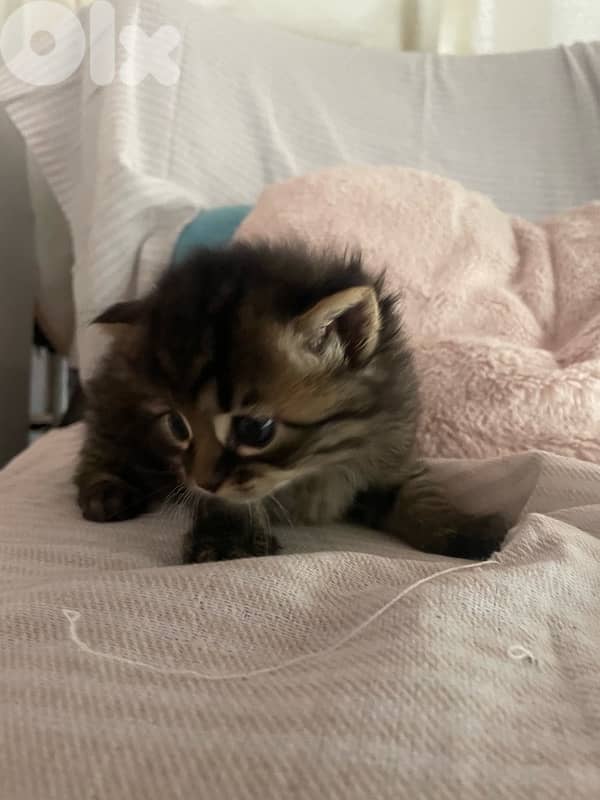 Scottish/bangal mix kittens for sale 2