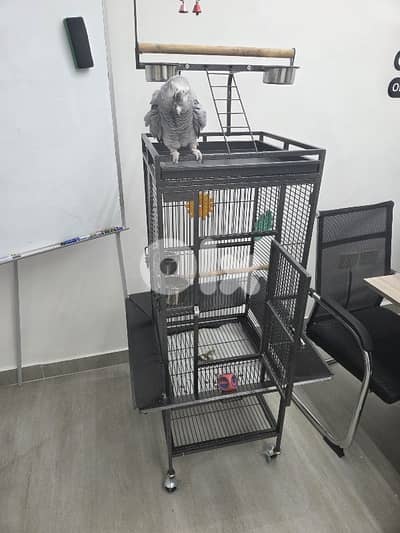 African Grey Parrot (Parrot Casco) with cage