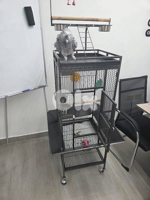 African Grey Parrot (Parrot Casco) with cage 0