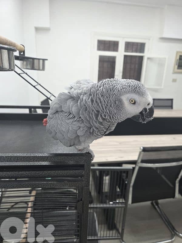 African Grey Parrot (Parrot Casco) with cage 1