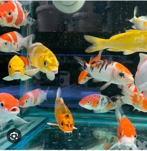 fish. koi fish 0