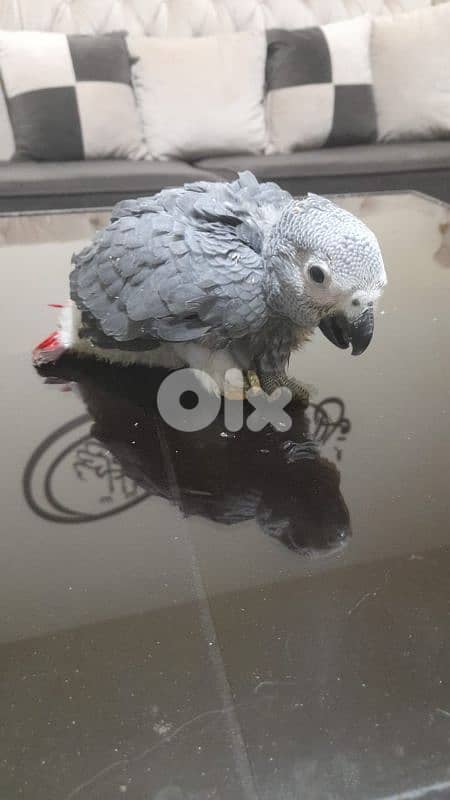 ببغاء كاسكو للبيع 1