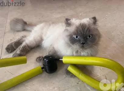 Baby Scottish Fold Long Hair