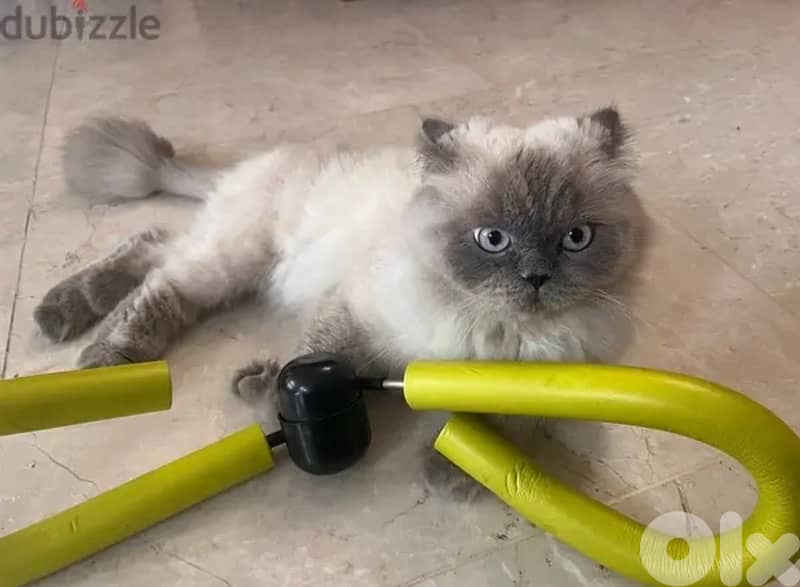 Baby Scottish Fold Long Hair 0