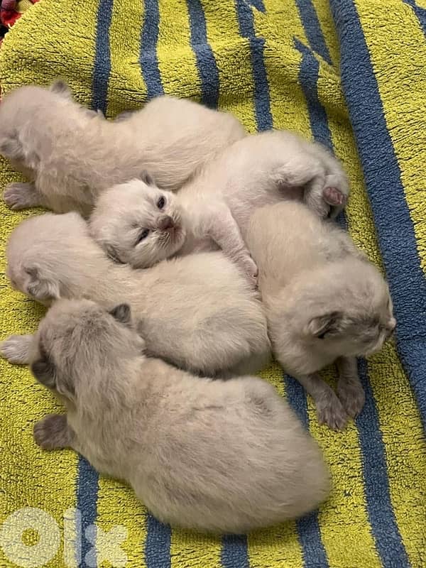 Baby Scottish Fold Long Hair 1