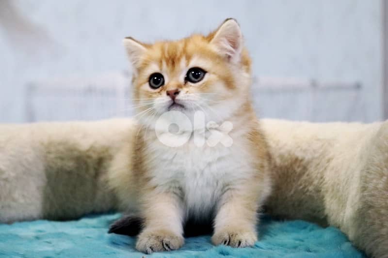 golden shanshela 6