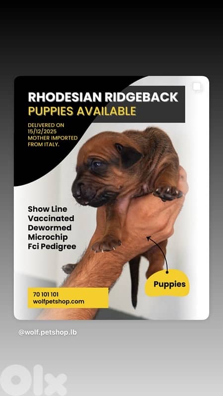 RHODESIAN RIDGEBACK 0