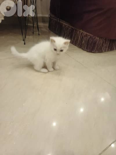 بسين ذكر