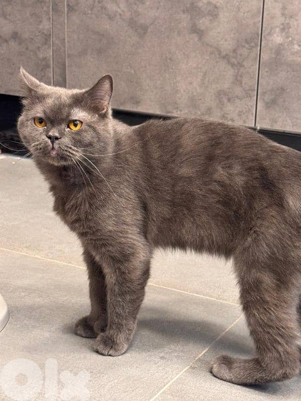 For adoption 0