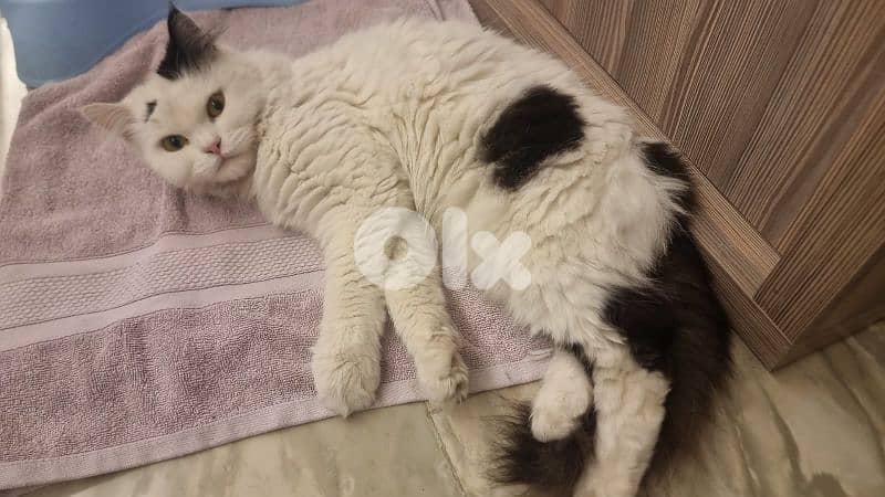 For adoption 1