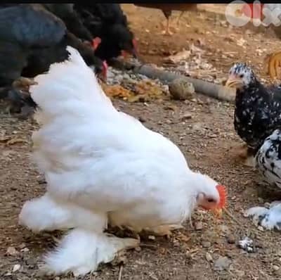 ديك قزم فتبول بزرة مرتبة