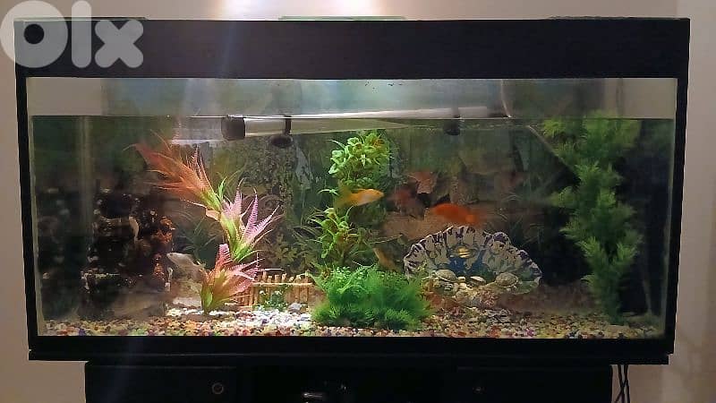 aquarium.  اكواريوم 0