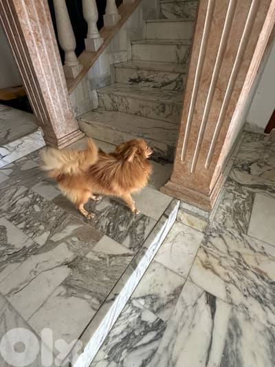 dog for sale