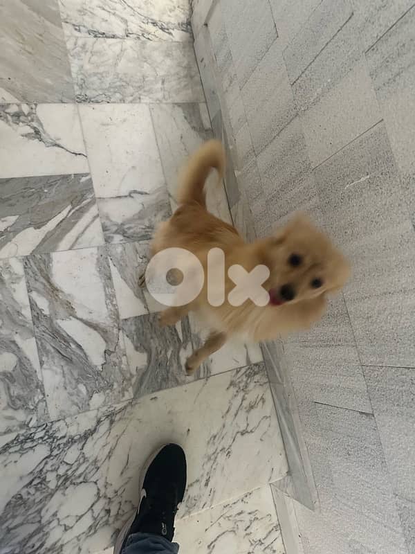 dog for sale 1
