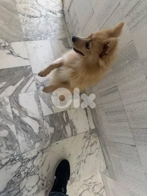 dog for sale 2