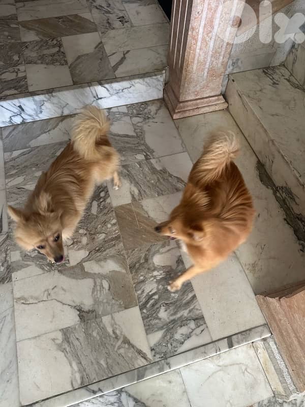 dog for sale 3