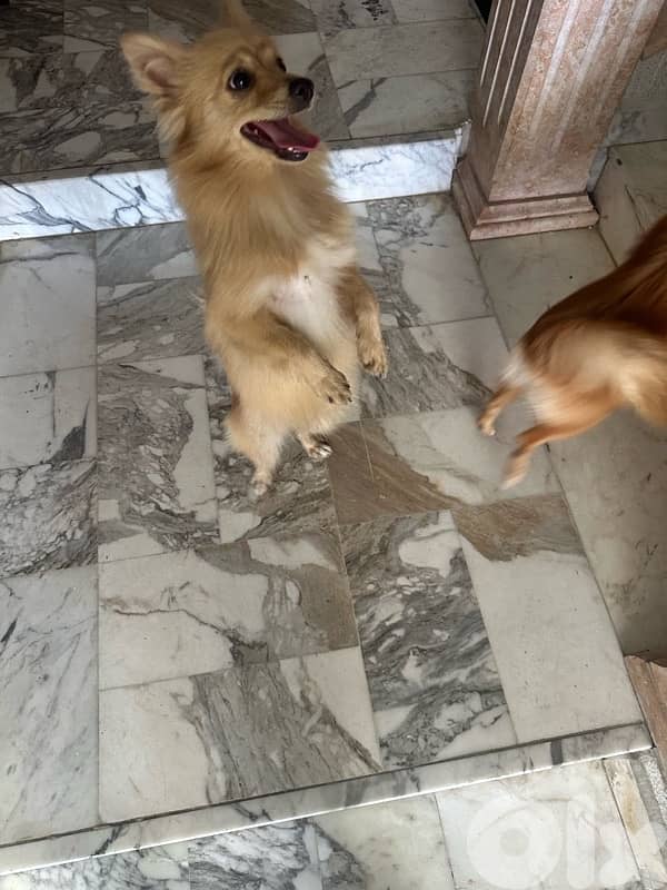 dog for sale 4