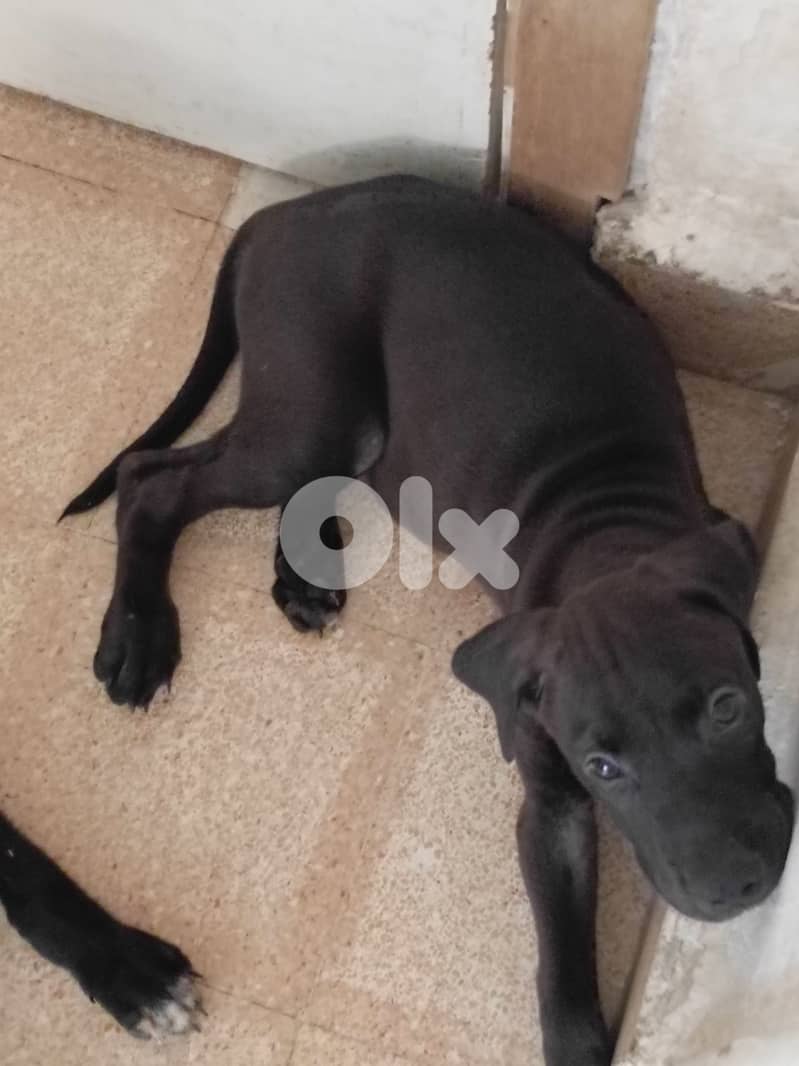 جراوي كلاب صيد 0