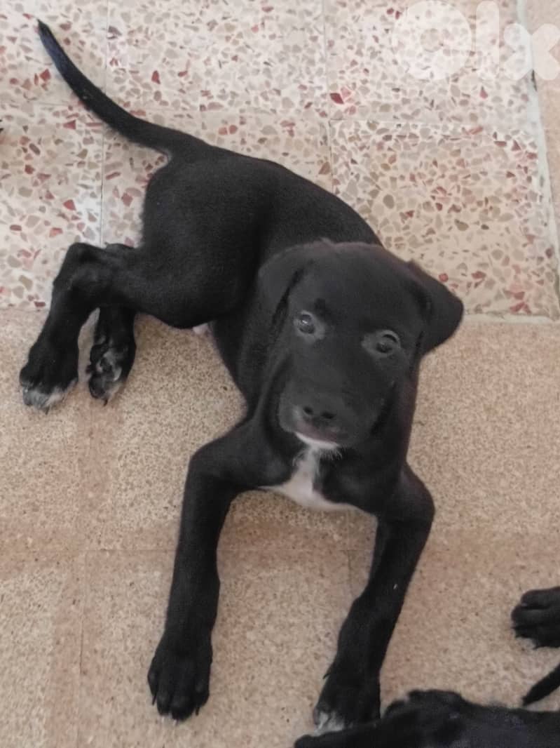 جراوي كلاب صيد 1