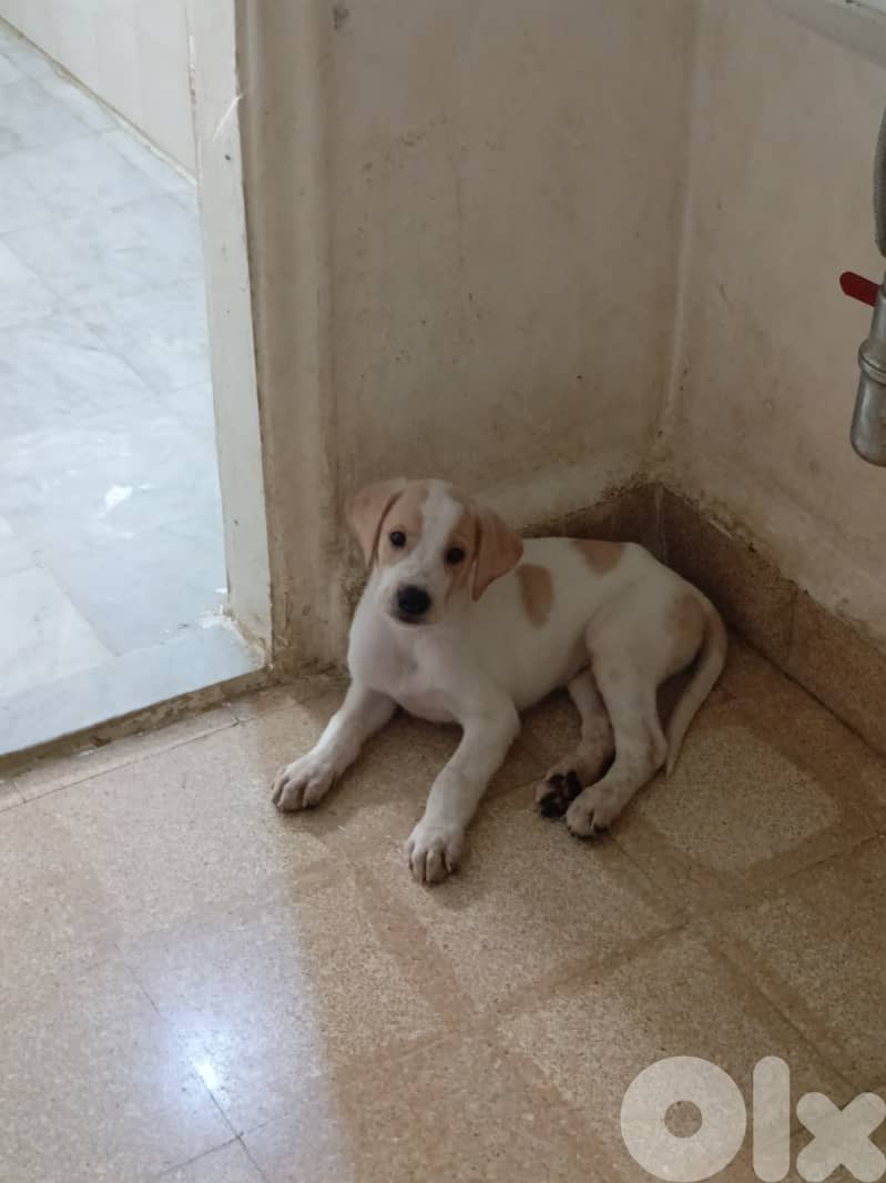 جراوي كلاب صيد 2