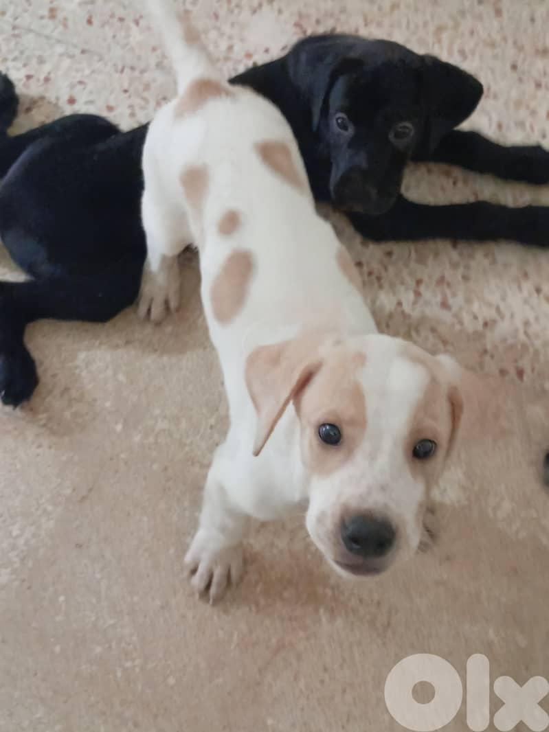 جراوي كلاب صيد 3