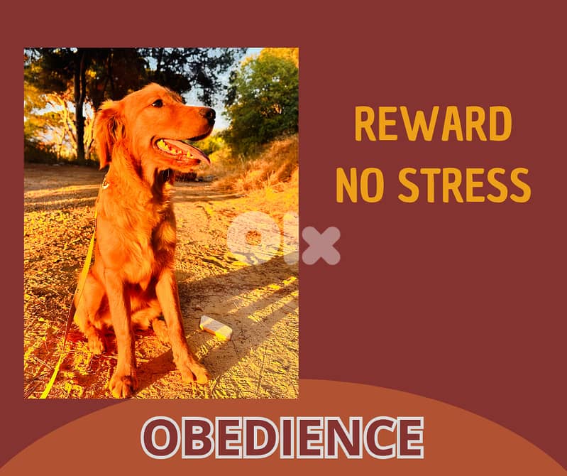 Elite Dog Training – Proven Methods, Real Results  (all breeds) 5