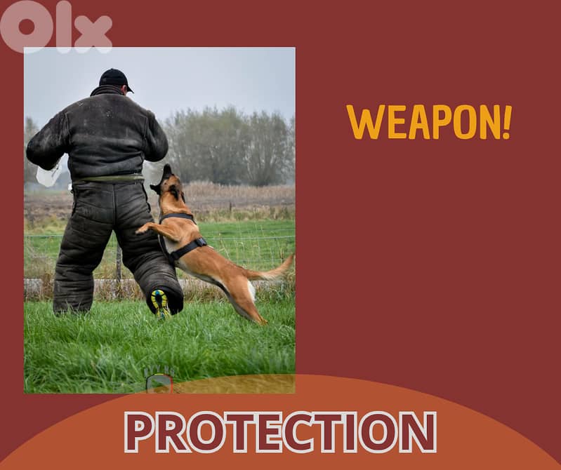 Elite Dog Training – Proven Methods, Real Results  (all breeds) 7