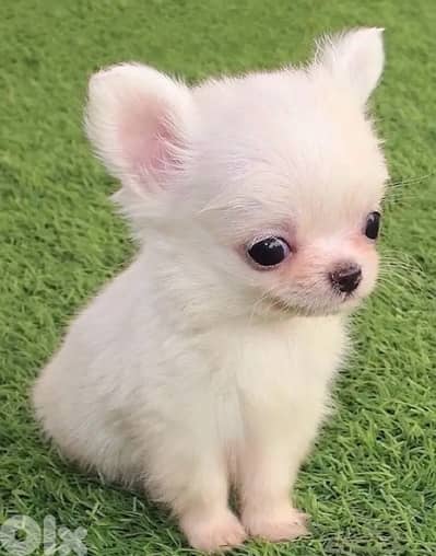 Mini Chihuahua puppy pure breed Dog Delivery كلاب