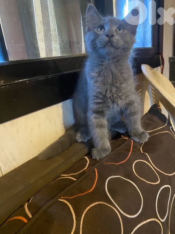 British Male Kitten 0
