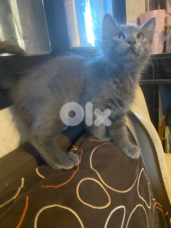 British Male Kitten 1