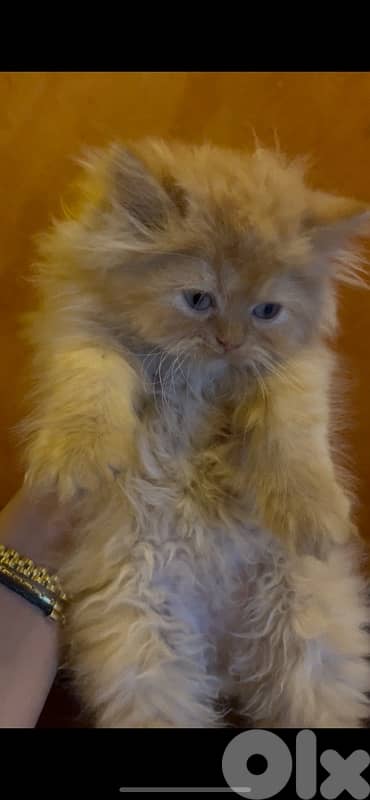 2 kitten exotic persian for sale 150$per one