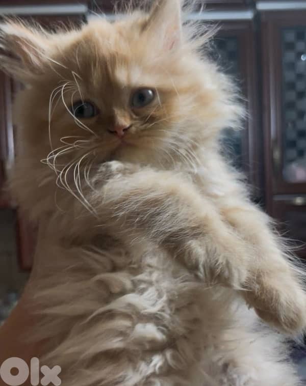 2 kitten exotic persian for sale 150$per one 1